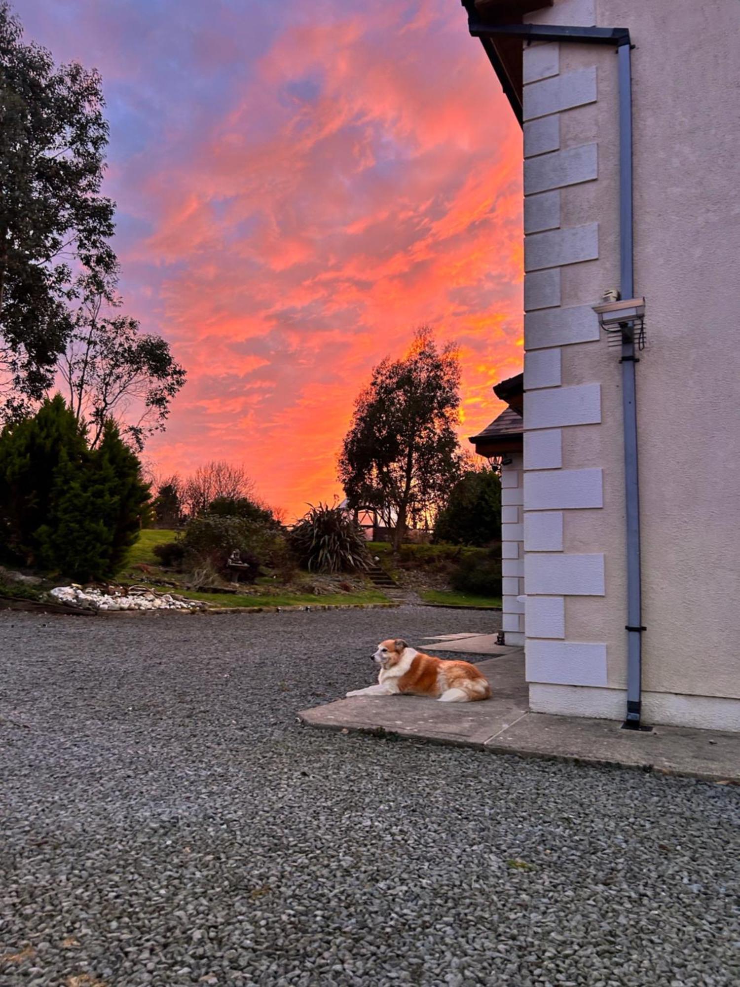 Tobernaglough Wexford Pet Friendly Country B&B Ramsgrange Extérieur photo